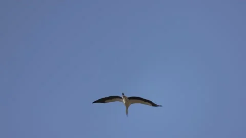 A stork in flight, 4K super slomo Stock Footage 176260019