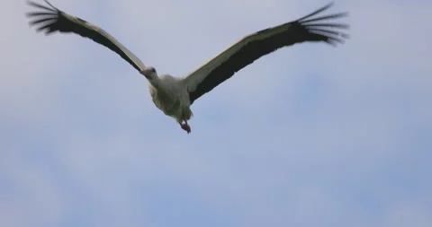 Stork in flight close, 4K slomo Stock Footage 169482777