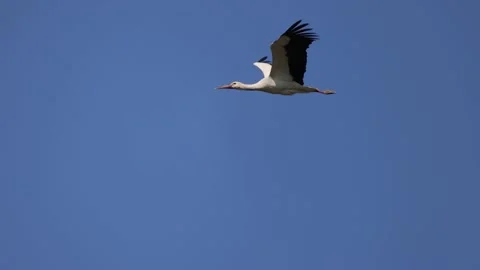 Stork in flight close, blue sky, 4K slomo Stock Footage 176255583