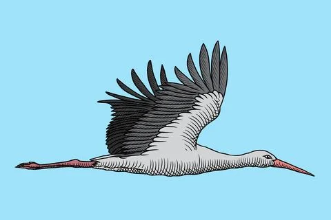 Stork in flight Stock Illustration