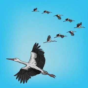 Stork in flight Stock Illustration