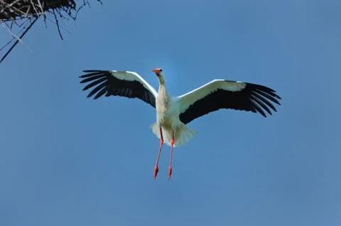 Stork in flight Foto stock