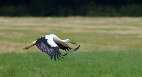 Stork in flight Stock Photos