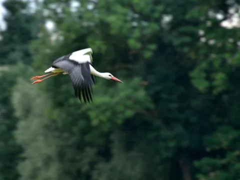 Stork in flight Stock Photos