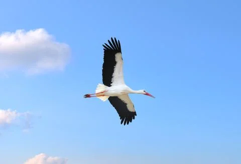 Stork in flight Stock Photos