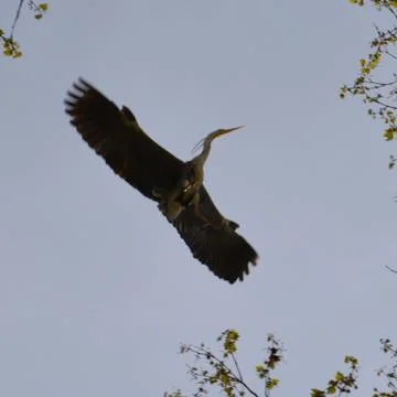 Stork in Flight Stock Photos