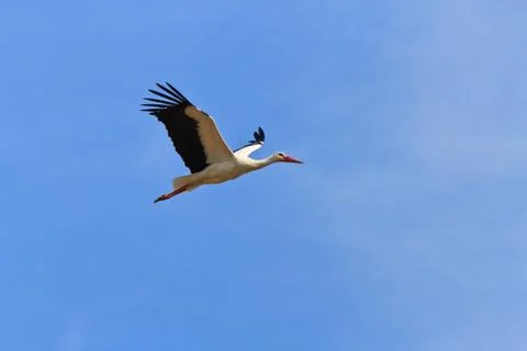 Stork in flight Stock Photos