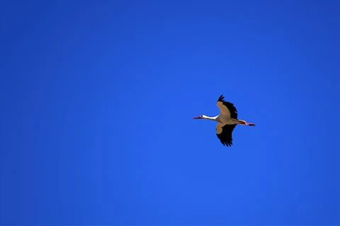 A stork in flight Foto stock