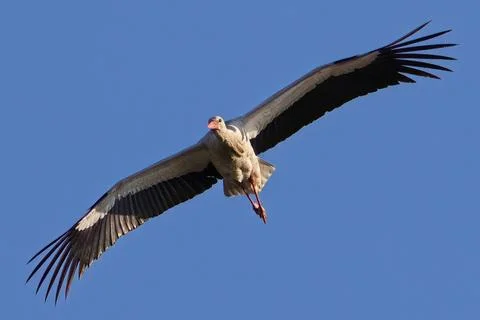 Stork in flight Stock Photos