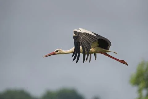 Stork in flight Stock Photos