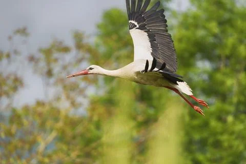 Stork in flight Stock-Fotos
