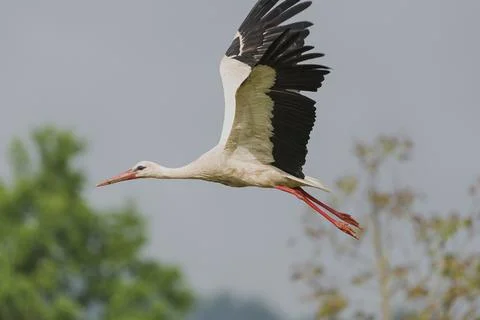 Stork in flight Fotos de archivo