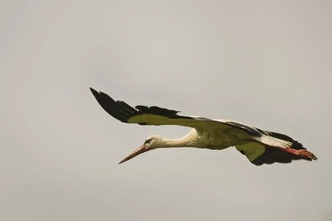 Stork in flight Stock Photos