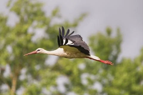Stork in flight Stock-Fotos