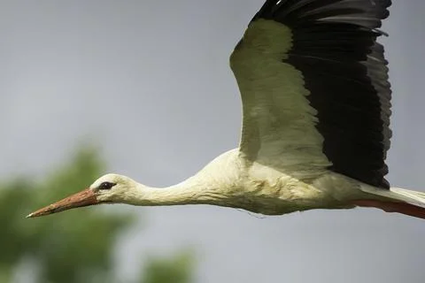 Stork in flight Stock Photos