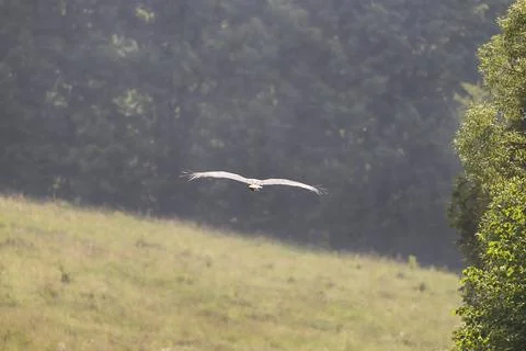 Stork in flight Fotos de archivo