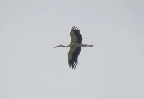Stork in flight in Romania Stock Photos