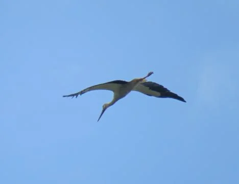 Stork in flight in Romania 스톡 사진