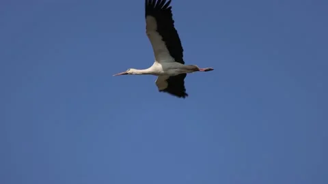 A stork in flight very close, 4K slomo Stock Footage 176256845