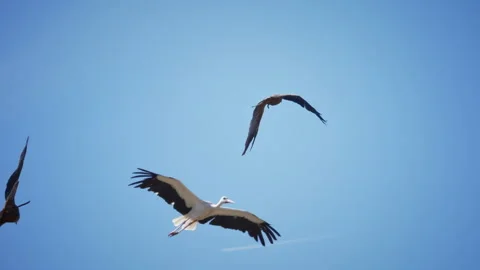 A stork in flight very close, 4K very slomo Stock Footage 294656829
