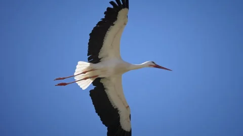 A stork in flight very close, 4K very slomo Stock Footage 294656920