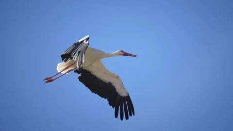 A stork in flight very close, 4K very slomo Stock Footage 294657325