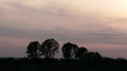 Stork. A flock of storks fly along the field. Video stock 131130030