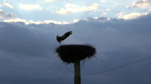 Stork fly back to the empty nest, dark blue sky background 4K Stock Footage 40103641
