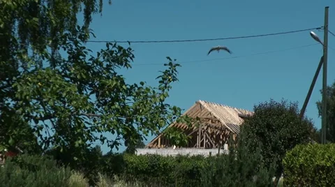 Stork fly to nest Video stock 984784