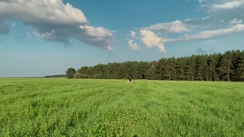 Stork fly over rural fields. Wild Bird life in the natural environment. Stock Footage 168948366
