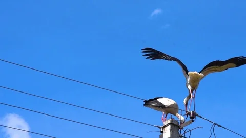 Stork flying to another stork sitting on a pole against a blue sky background Stock Footage 129082382