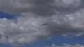 Stork flying in beautiful countryside landscape in Portugal 4k or 4k+ Resolution