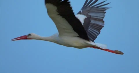 Stork flying closeup 2 Stock Footage 281162986