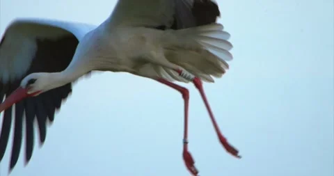 Stork flying closeup Video stock 281162998