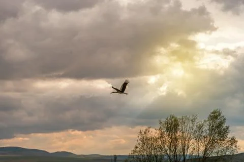 Stork flying in the clouds Stock Photos