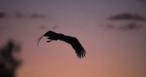 Stork flying dawn 2 Stock Footage 280689443