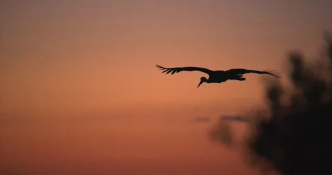 Stork flying dawn Stock Footage 280689383
