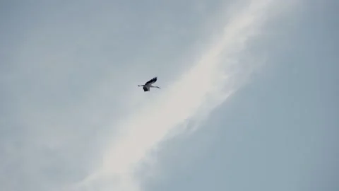 Stork flying Stock Footage 233455808