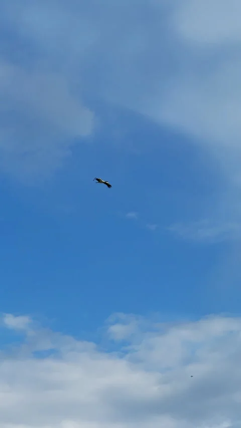 Stork flying high in blue sky with white clouds 库存影片 324597733