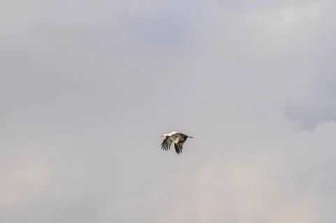 Stork flying high Stock Photos