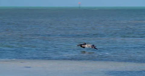 Stork Flying Low Over Ocean, Florida Wildlife Shot in Slow Motion Stock Footage 127643994