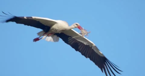 Stork flying nest material  2 Stock Footage 280689357