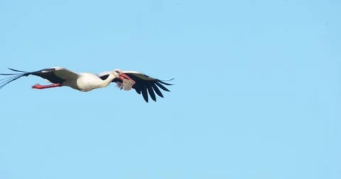 Stork flying nest material  3 Stock Footage 280689294