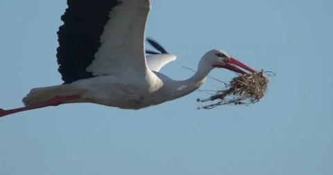 Stork flying nest material closeup landing Stock Footage 280689114