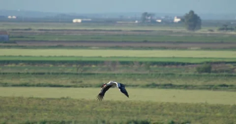 Stork flying nest material Stock Footage 280689033
