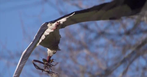Stork flying nesting material Stock Footage 280489551