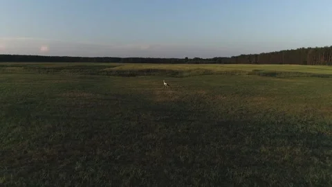 Stork flying over a field in the sunset Stock Footage 133999825