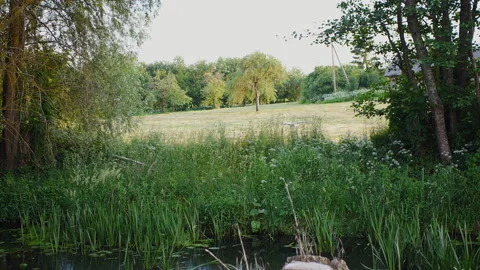 Stork flying over a river slow motion Stock Footage 151017531