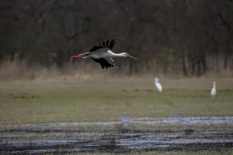 Stork flying over a wet meadow. Stock Photos