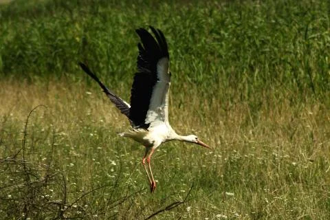 Stork flying Stock Photos